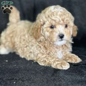 Sassy, Bich-Poo Puppy